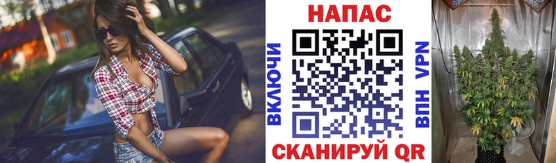 Марихуана план  Сургут 